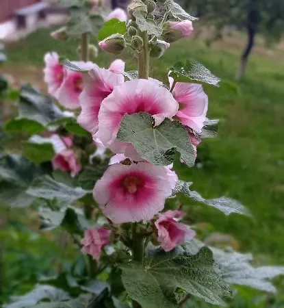 домашній затишок * Slavske