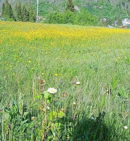 ホームステイ домашній затишок *
